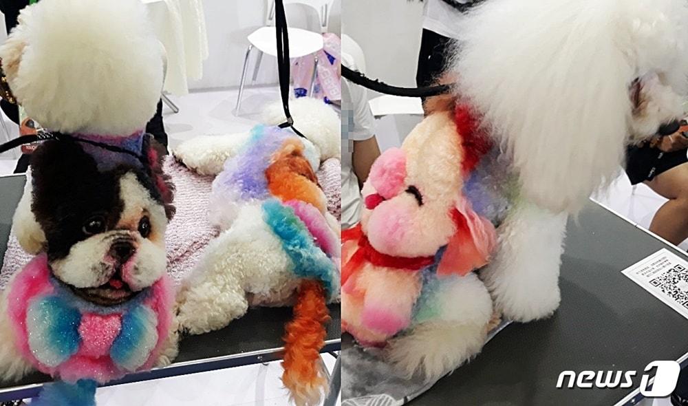 본문 이미지 - 중국 상하이에서 열린 반려동물 박람회에서는 돼지 모양 등으로 염색된 강아지들을 볼 수 있다. ⓒ 뉴스1 최서윤 기자