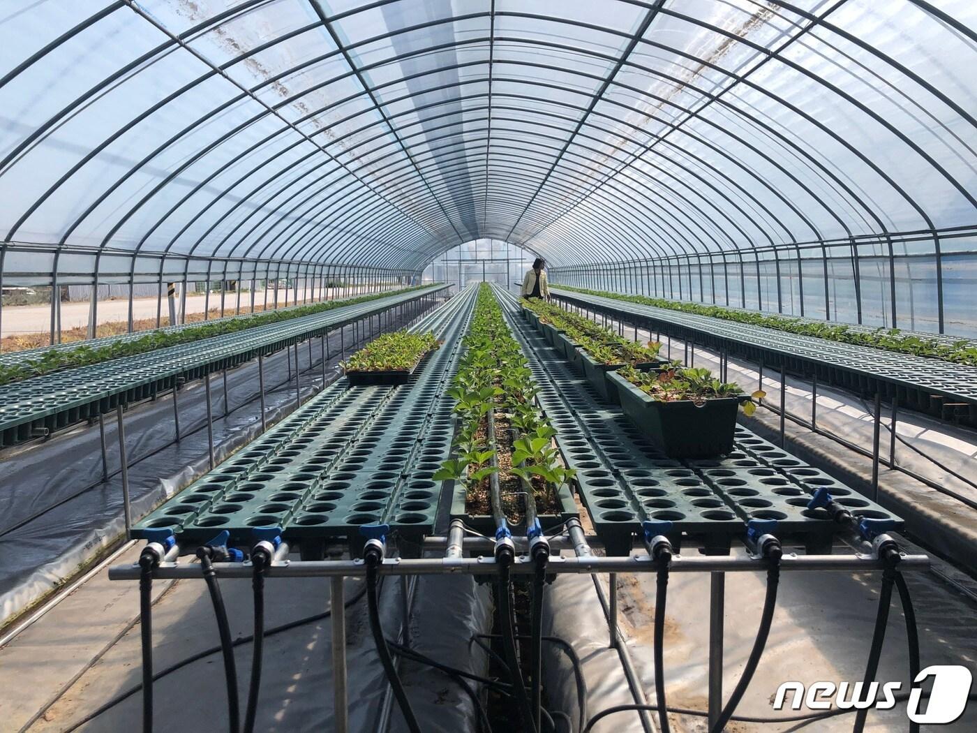 본문 이미지 - 시설원예 하우스.(자료사진)/뉴스1