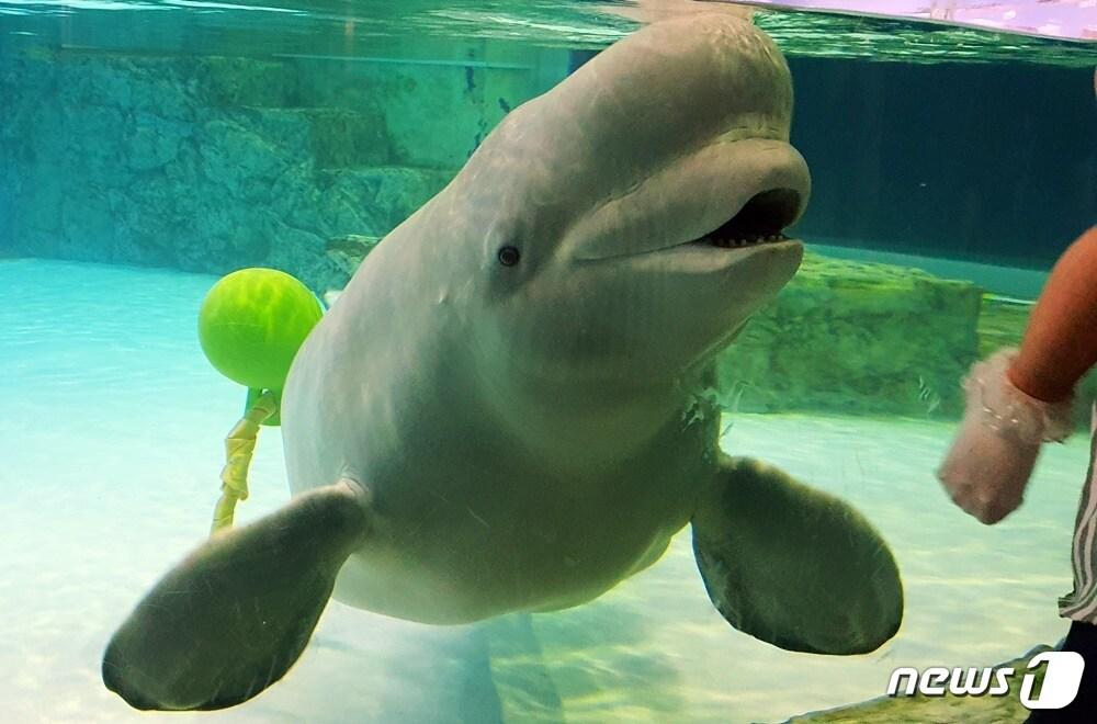 본문 이미지 - 17일 롯데월드 아쿠아리움에서 관람객과 인사하고 있는 벨루가 ⓒ 뉴스1 최서윤 기자