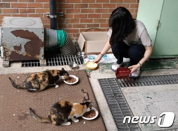 본문 이미지 - 길고양이에게 사료를 챙겨주는 한대부고 학생. 사진 독자 제공 ⓒ 뉴스1 (DB)