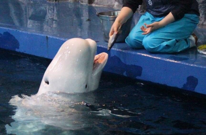 본문 이미지 - 아쿠아플라넷 벨루가. 사진 핫핑크돌핀스 제공 ⓒ 뉴스1