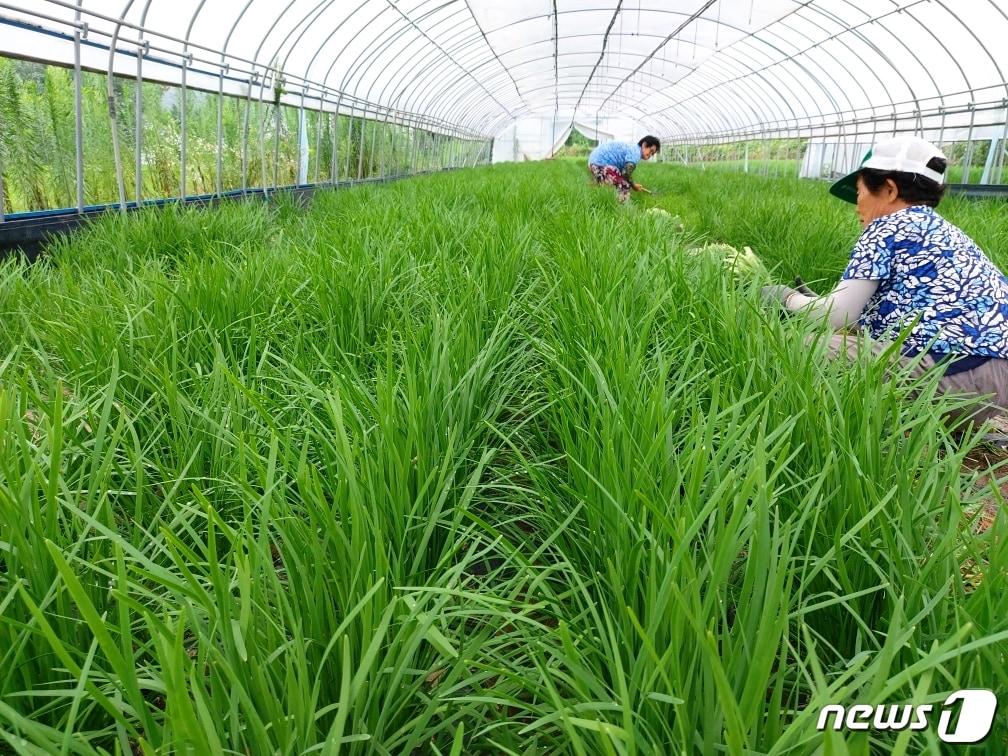 본문 이미지 - 부추를 재배하는 비닐하우스ⓒ 뉴스1