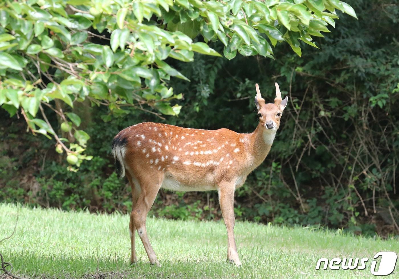 본문 이미지 - 사슴.(위 사진은 본 기사와 무관함)ⓒ 뉴스1 김기태 기자