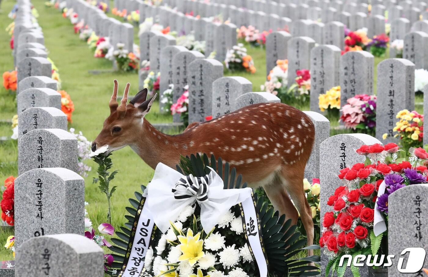 대전 유성구 국립대전현충원에서 꽃사슴이 묘역을 걷고 있다. 2020.7.27/뉴스1 ⓒ News1 김기태 기자