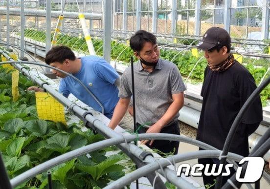 본문 이미지 - 27일 충북 충주시농업기술센터가 청년귀농인을 집중적으로 육성한다고 밝혔다. 사진은 시설채소 하우스 교육 모습(충주시 제공)2020.7.27/ⓒ 뉴스1