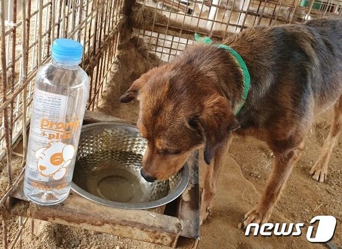 본문 이미지 - 물 마시는 유기견. 사진 동우크리스탈 제공 ⓒ 뉴스1