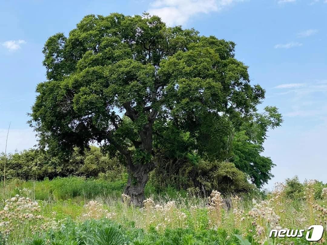 본문 이미지 - 국방부의 미군기지 탄약고 안전거리 확보를 위해 강제 이주돼 텅빈 군산시 옥서면 하제마을을 팽나무가 지키고 있다.ⓒ 뉴스1