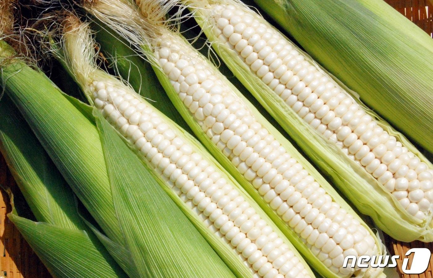 본문 이미지 - 충북 충주와 괴산에서 생산하는 대학찰옥수수가 여름철 별미로 소비자들의 큰 인기를 얻고 있다. 사진은 대학찰옥수수 모습.(뉴스1 DB)2021.7.18 /ⓒ 뉴스1