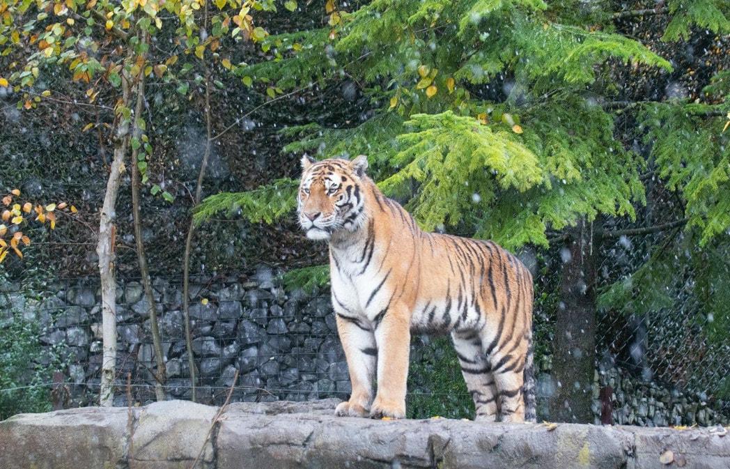 본문 이미지 - <취리히 동물원 페이스북>