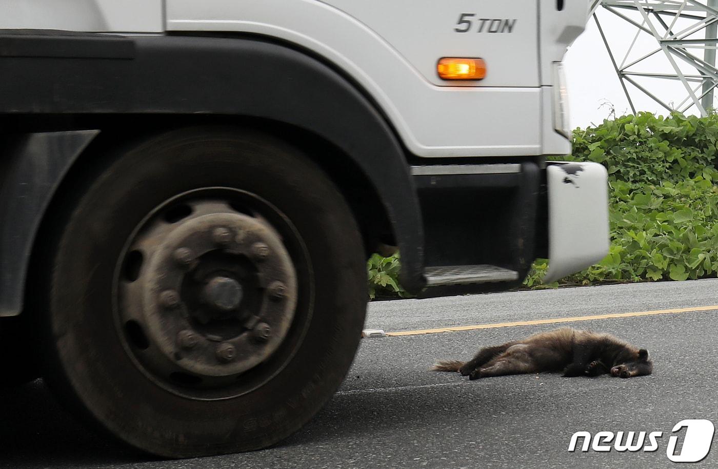 본문 이미지 - 도로에 오소리 한 마리가 로드킬 당한 채 도로에 방치돼 추가 사고의 우려를 낳고 있다. (사진은 기사 내용과 무관함) / 뉴스1 ⓒ News1