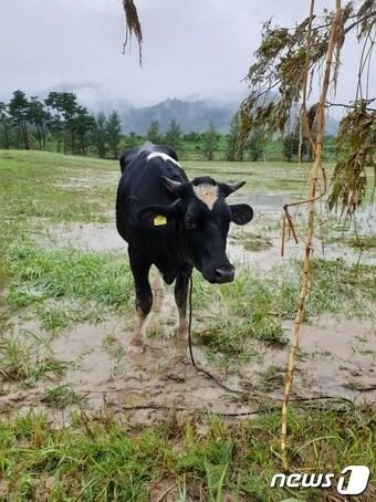 본문 이미지 - 집중호우속에 다압면 신원리 섬진강변으로 떠내려온 젖소ⓒ 뉴스1