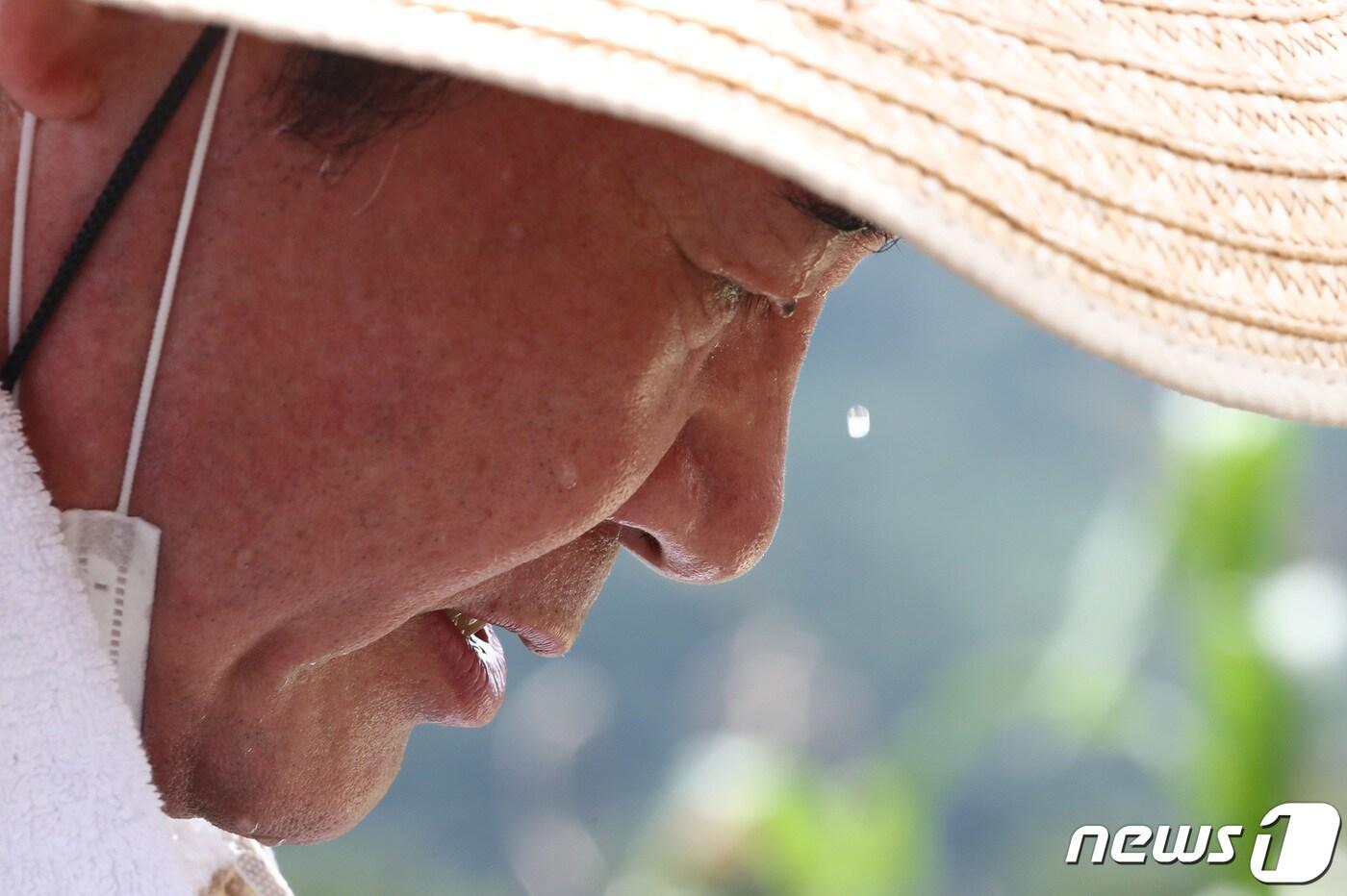 본문 이미지 - 지난해 8월 13일 당시 이낙연 더불어민주당 당대표 후보가 수해 피해를 입은 충남 금산 제원면 대산리 인삼밭을 찾아 복구작업을 하고 있다. 2020.8.13/뉴스1 ⓒ News1 김기태 기자