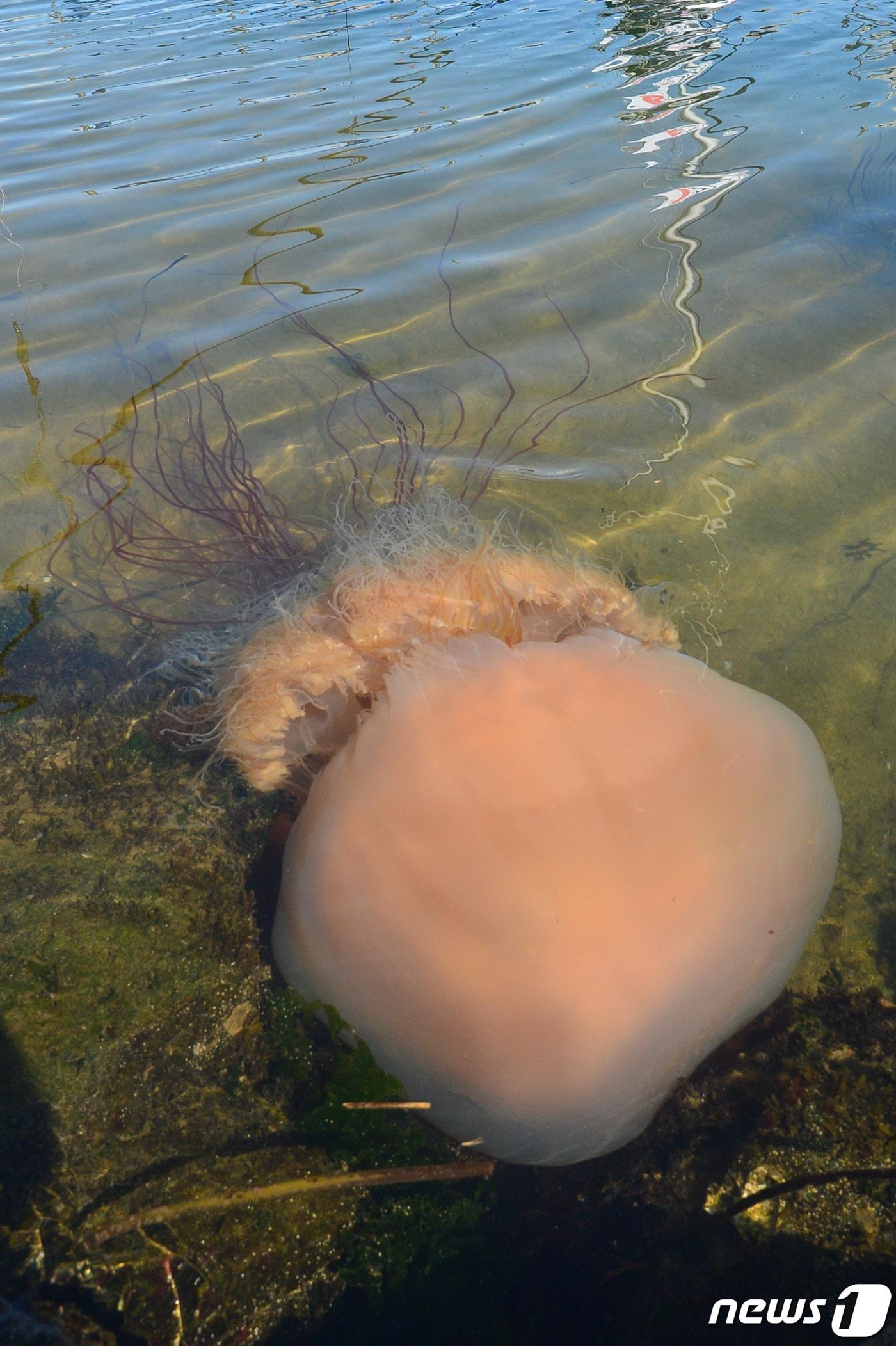 본문 이미지 - 노무라입깃해파리 모습. 노무라입깃해파리는 주로 여름철 우리나라 연안으로 밀려오는 독성이 있는 해파리로 알려져 있다. 2020.8.14/뉴스1 ⓒ News1 최창호 기자