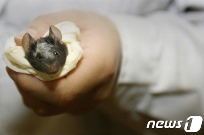 본문 이미지 - 실험용 생쥐 ⓒ AFP=뉴스1