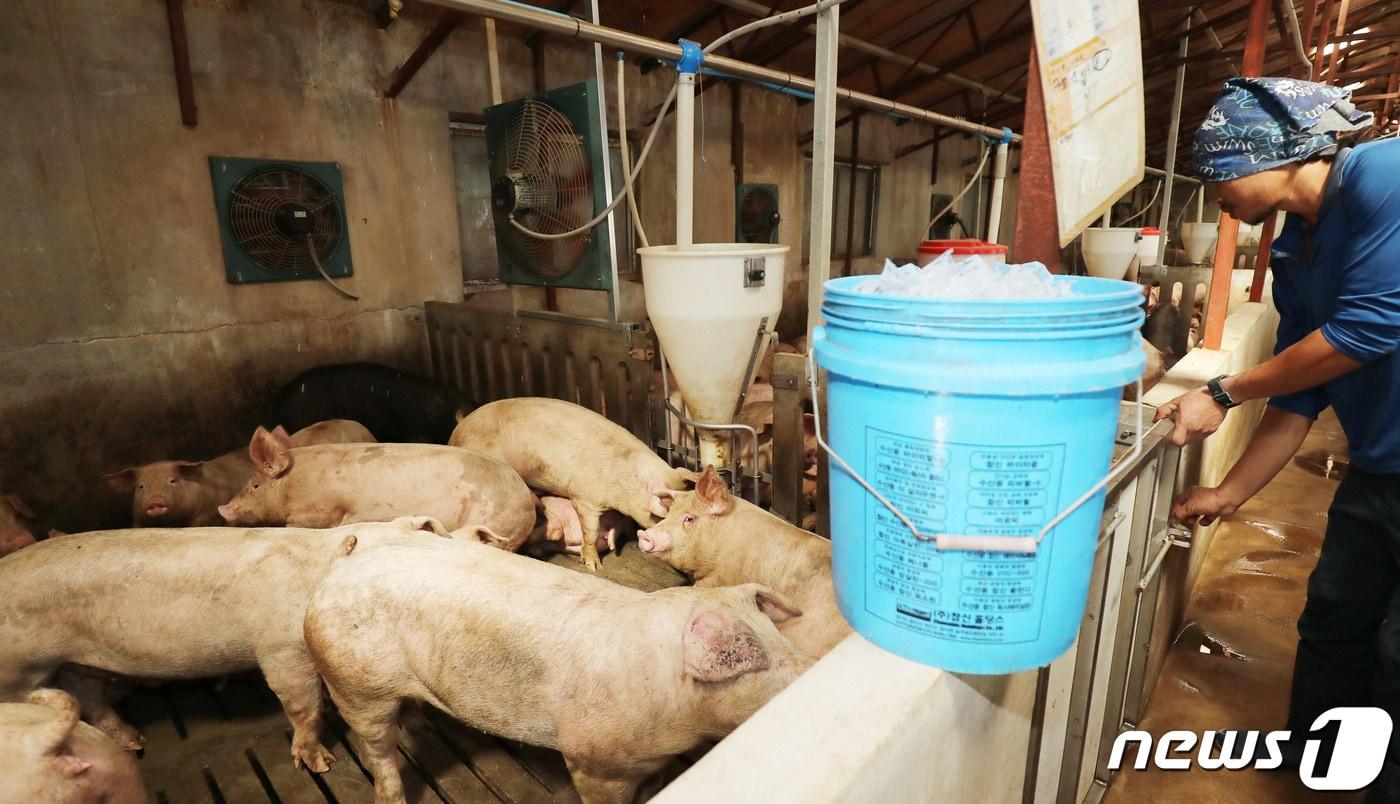 제주 지역에 폭염이 이어지고 있는 19일 오전 제주시 한림읍 금악리 한 양돈장에서 더위를 식히기 위한 얼음을 사료통에 배급하고 있다.2020.8.19/뉴스1 ⓒ News1 오현지 기자