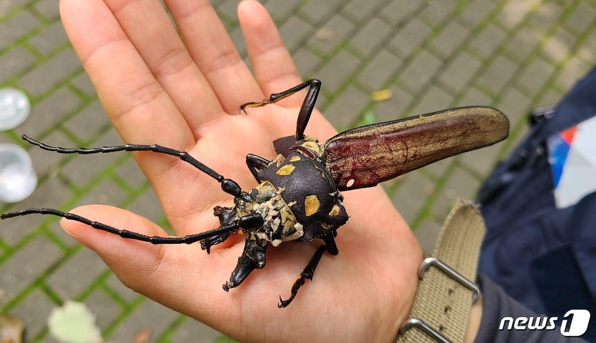 본문 이미지 - 천연기념물인 장수하늘소 성충이 7년 연속 광릉숲에서 확인됐다.ⓒ 뉴스1