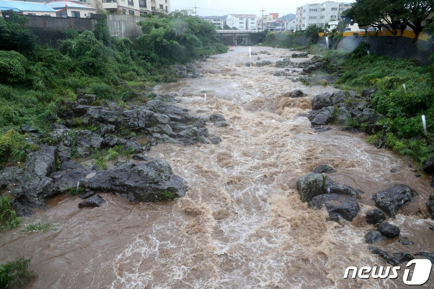 제8호 태풍 바비&#40;BAVI&#41;가 제주에 최근접한 26일 오후 제주시 용담1동에 있는 &#39;한천&#39;에 크게 불어난 흙탕물이 콸콸 흐르고 있다. 한천은 평소 물이 거의 흐르지 않는 건천이다.2020.8.26/뉴스1 ⓒ News1 오미란 기자