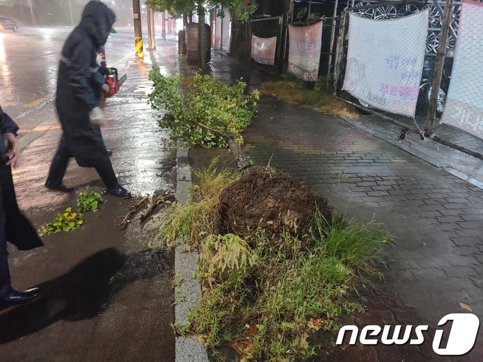 본문 이미지 - 26일 오후 7시쯤 광주 서구 매월동 한 도로에서 가로수가 쓰러져있다. 광주는 제8호 태풍' 바비'의 북상으로 거센 비바람이 불고 있다.(독자제공)2020.8.26/뉴스1 ⓒ News1 허단비 기자