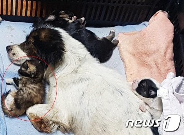 본문 이미지 - 새끼 강아지와 고양이에게 젖 물리는 어미 개. 사진 작은친구동물병원 제공 ⓒ 뉴스1