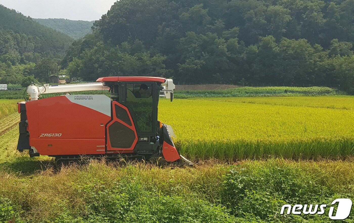 경북 경주시가 산내면 이상목 씨 논에서 올해 첫 벼베기를 실시했다고 28일 밝혔다. (경주시제공)2020.8.28/ⓒ 뉴스1