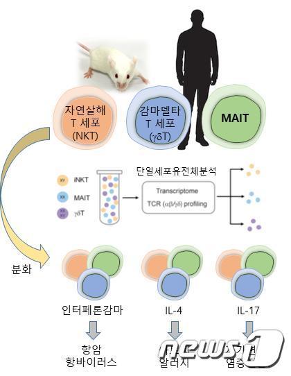 본문 이미지 - 사람과 생쥐의 선천성 T세포 분화 모식도(포항공대 이유정 교수 제공) ⓒ 뉴스1