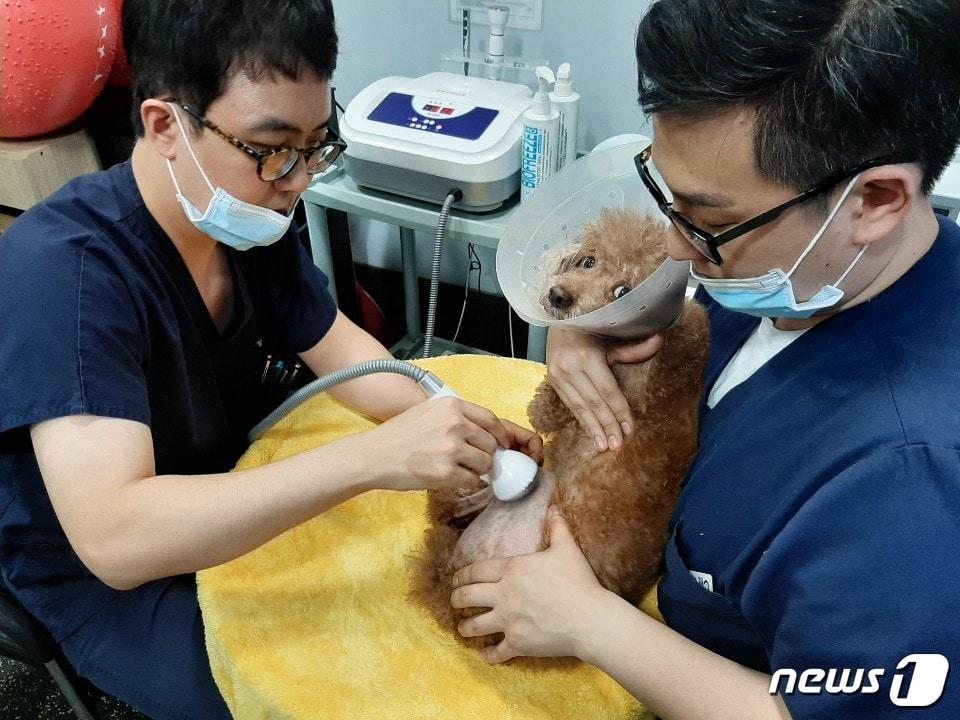 본문 이미지 - 슬개골 탈구 진료 받는 강아지. 사진 청담우리동물병원 제공 ⓒ 뉴스1