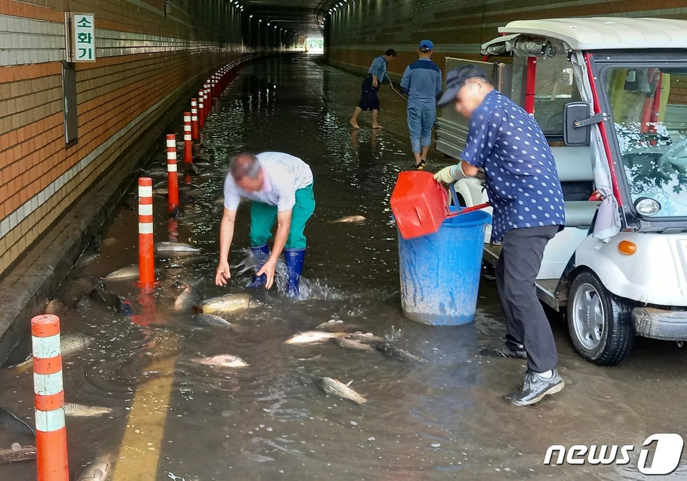 7일 오후 서울 영등포구 여의도 국회둔치주차장 인근에 잉어와 메기, 붕어 등 어류 300여마리가 발견됐다. 지난 6일 하루에만 100㎜이상(기상청 날씨누리 상 관악구 남현동 119.5㎜) 내린 비에 의한 것으로, 이를 발견한 영등포경찰서 여의도지구대는 한강사업본부에 전달했고, 한강사업본부 직원들은 물고기들을 한강에 재방류했다. 2020.8.7/뉴스1 ⓒ News1 이밝음 기자
