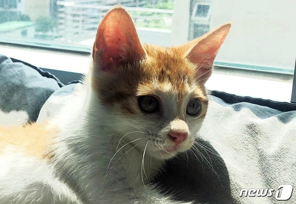 본문 이미지 - 주차장에서 구조한 새끼고양이. 사진 심용희 수의사 제공 ⓒ 뉴스1