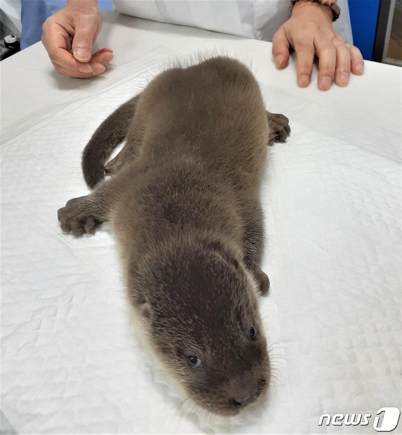 본문 이미지 - 대구 달서구 도원지에서 발견된 아기 수달(달서구청 제공) 2020.9.14ⓒ뉴스1