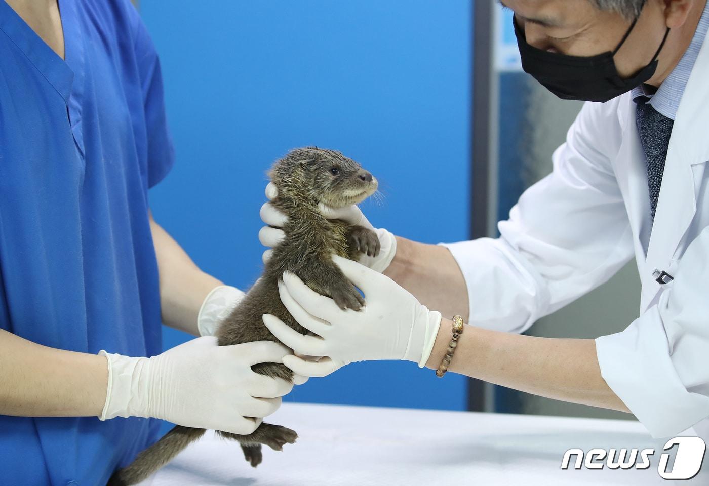 본문 이미지 - 14일 대구 중구 동인동물병원에서 최동학 원장(오른쪽)이 생후 6주로 추정되는 수컷 수달을 진료하고 있다. 몸무게 1.1㎏, 길이 52㎝(몸통 32㎝, 꼬리 20㎝) 크기의 이 수달은 지난 8일 대구 달서구 저수지인 도원지 인근 풀숲에서 목격돼 주민 신고로 119구조대에 의해 구조됐다. 동인동물병원 최동학 원장은 "장마와 태풍에 보금자리를 잃고 주변을 헤매다 발견된 것으로 보인다＂며 ＂다행히 큰 외상이 없어 영양보조제와 미꾸라지 등 먹이를 공급해주며 체력을 끌어 올리고 있다＂고 말했다. 2020.9.14/뉴스1 ⓒ News1 공정식 기자