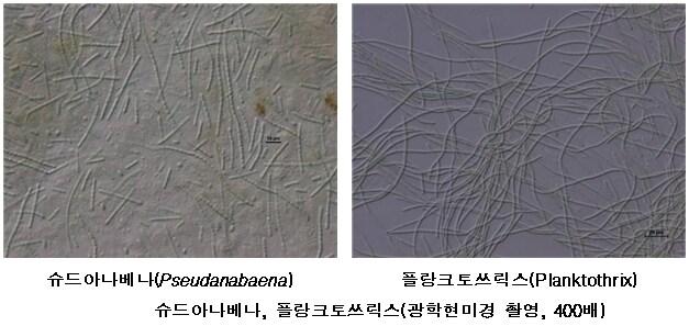 본문 이미지 - 드아나베나(Pseudanabaena)와 플랑크토쓰릭스(Planktothrix)(국립환경과학원 제공) ⓒ 뉴스1