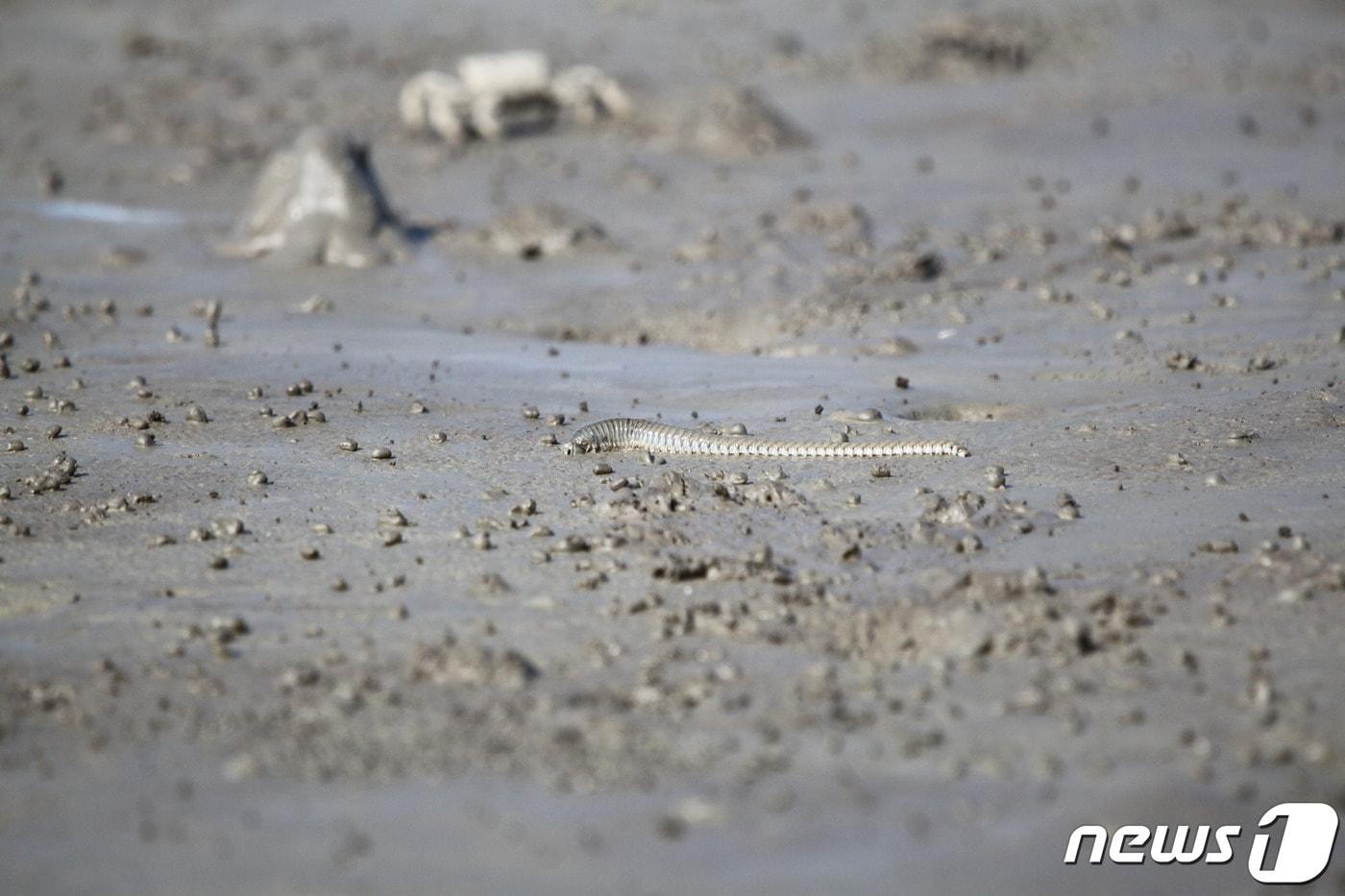 본문 이미지 - 인천 영종2지구 갯벌에서 발견된 흰이빨참갯지렁이.(영종도해양환경감시단 제공)ⓒ 뉴스1