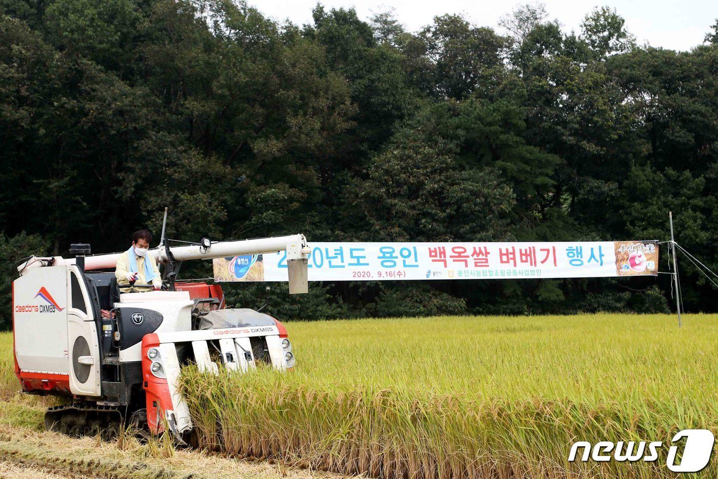본문 이미지 - 백군기 시장이 콤바인으로 벼 베기 작업을 하고 있다.(용인시 제공) ⓒ News1 