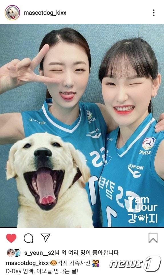본문 이미지 - GS칼텍스 승리의 마스코트로 떠오른 킥스. 강소휘는 킥스의 엄마, 안혜진은 아빠를 자처하며 반려견과 즐거운 시간을 보내고 있다.  (킥스 인스타그램 캡처) ⓒ 뉴스1