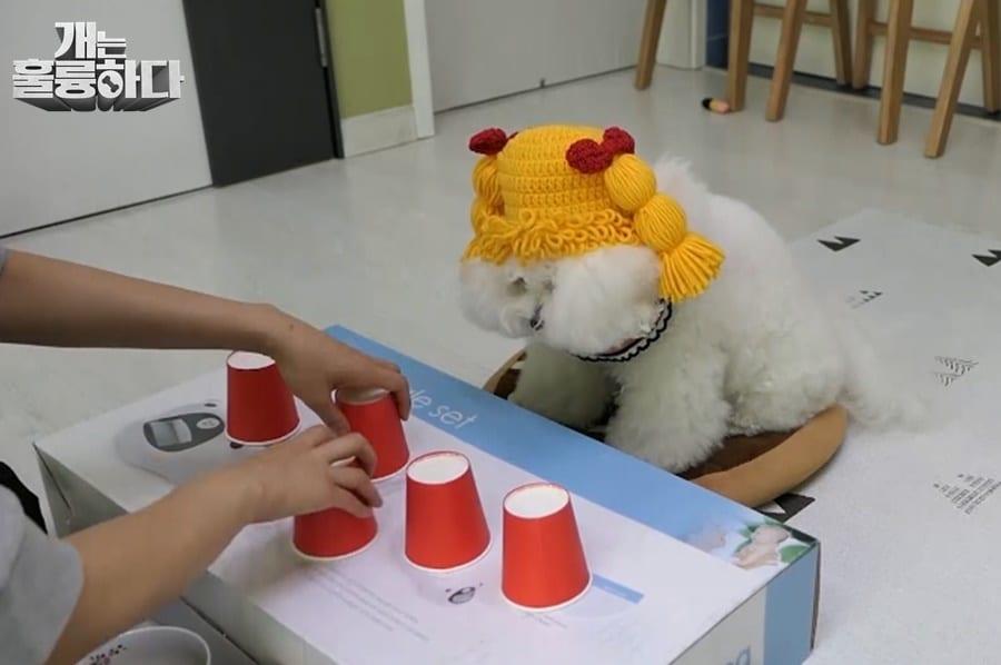 본문 이미지 - 사진 개는 훌륭하다 제공 ⓒ 뉴스1