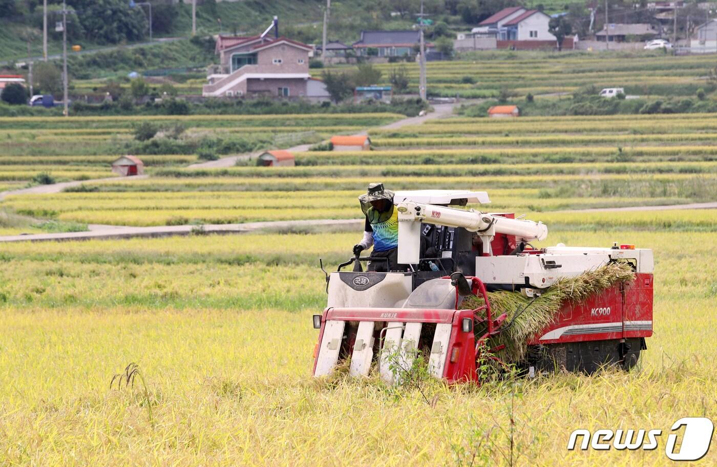 본문 이미지 - 한 농민이 콤바인을 이용해 벼를 베고 있는 모습. (자료사진) 2020.9.21/뉴스1 ⓒ News1 윤일지 기자