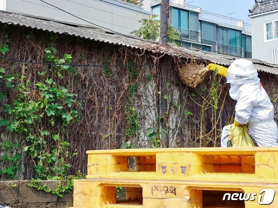 본문 이미지 - 119대원이 벌집제거 작업을 벌이고 있다.(부산소방재난본부 제공)ⓒ 뉴스1