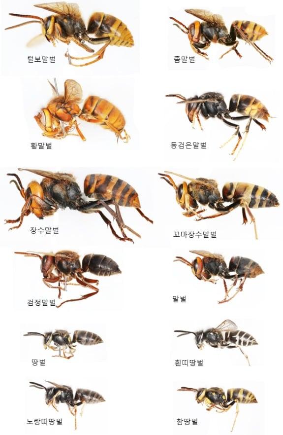 본문 이미지 - 국내 주요 말벌 종류. (환경부 제공) ⓒ 뉴스1