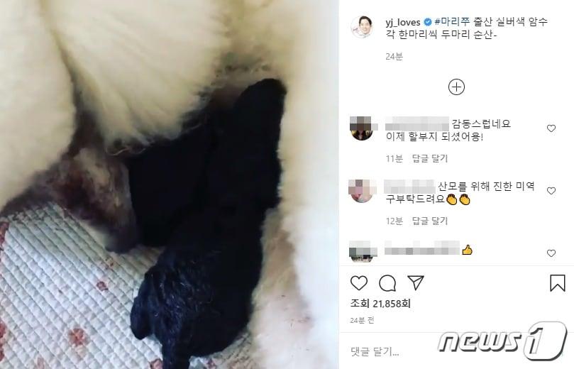 본문 이미지 - 정용진 신세계그룹 부회장은 마리쭈가 순산을 했다고 전했다. 사진 정용진 부회장 인스타그램 ⓒ 뉴스1