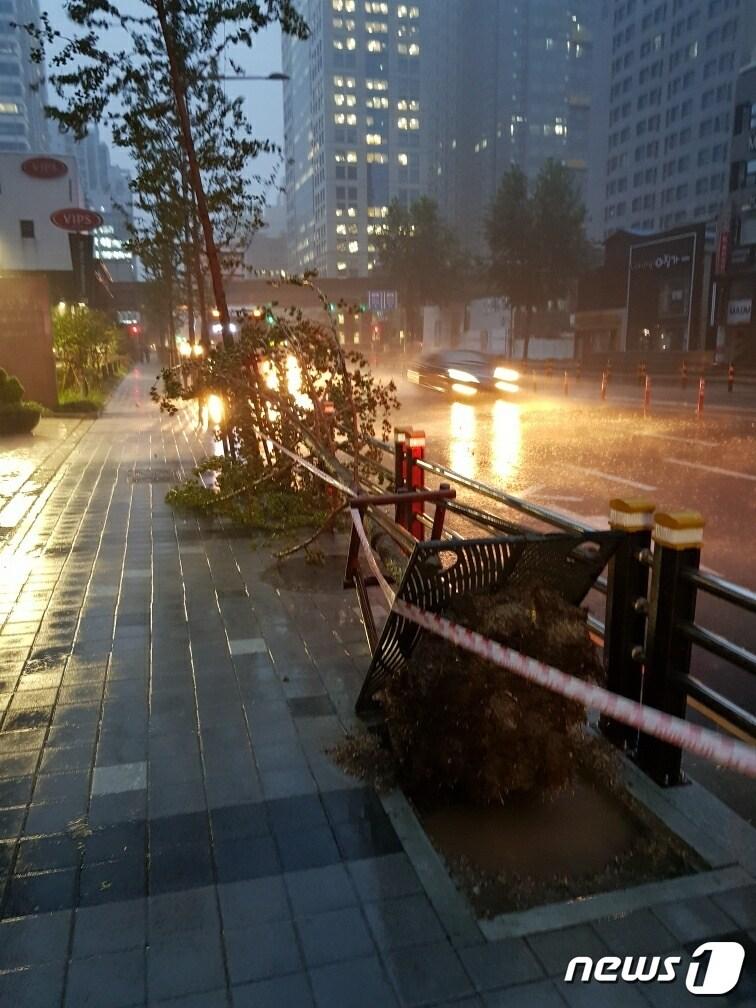 본문 이미지 - 제10호 태풍 '하이선'(Haishen) 이북상 중인 7일 오전 부산시내의 한 거리에 가로수가 쓰러져 있다. (부산경찰청 제공) 2020.9.7/뉴스1 ⓒ News1 박세진 기자