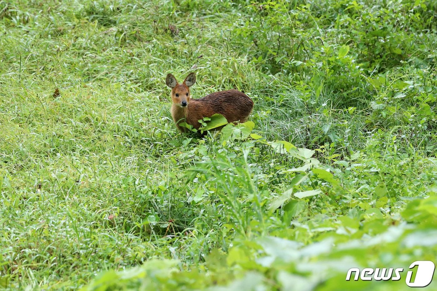 농가 주변에서 풀을 뜯던 고라니가 인기척에 놀라 주변을 살피고 있다. 2020.9.7/뉴스1 ⓒ News1 공정식 기자
