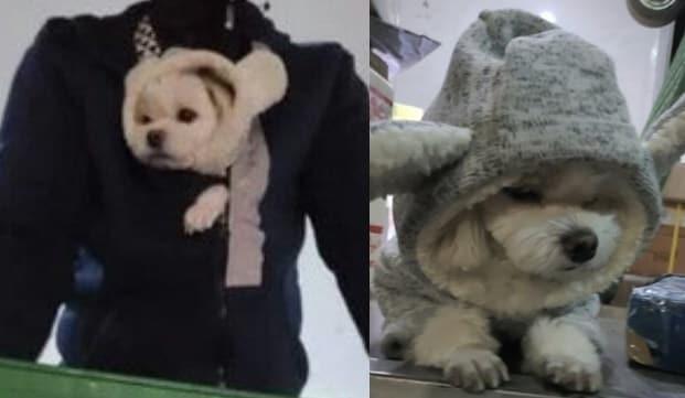 본문 이미지 - 택배 기사와 함께 다니는 강아지. 사진 온라인 게시판 갈무리 ⓒ 뉴스1