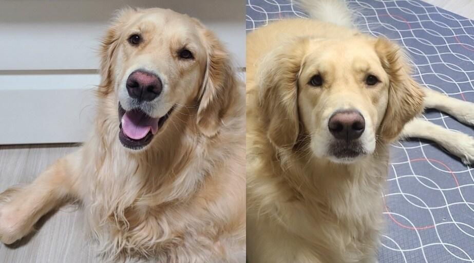 본문 이미지 - 리트리버 강아지. 사진 온라인 게시판 갈무리 ⓒ 뉴스1