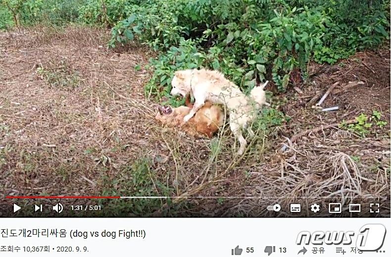 본문 이미지 - 사진 유튜브 개싸움 영상 갈무리 ⓒ 뉴스1