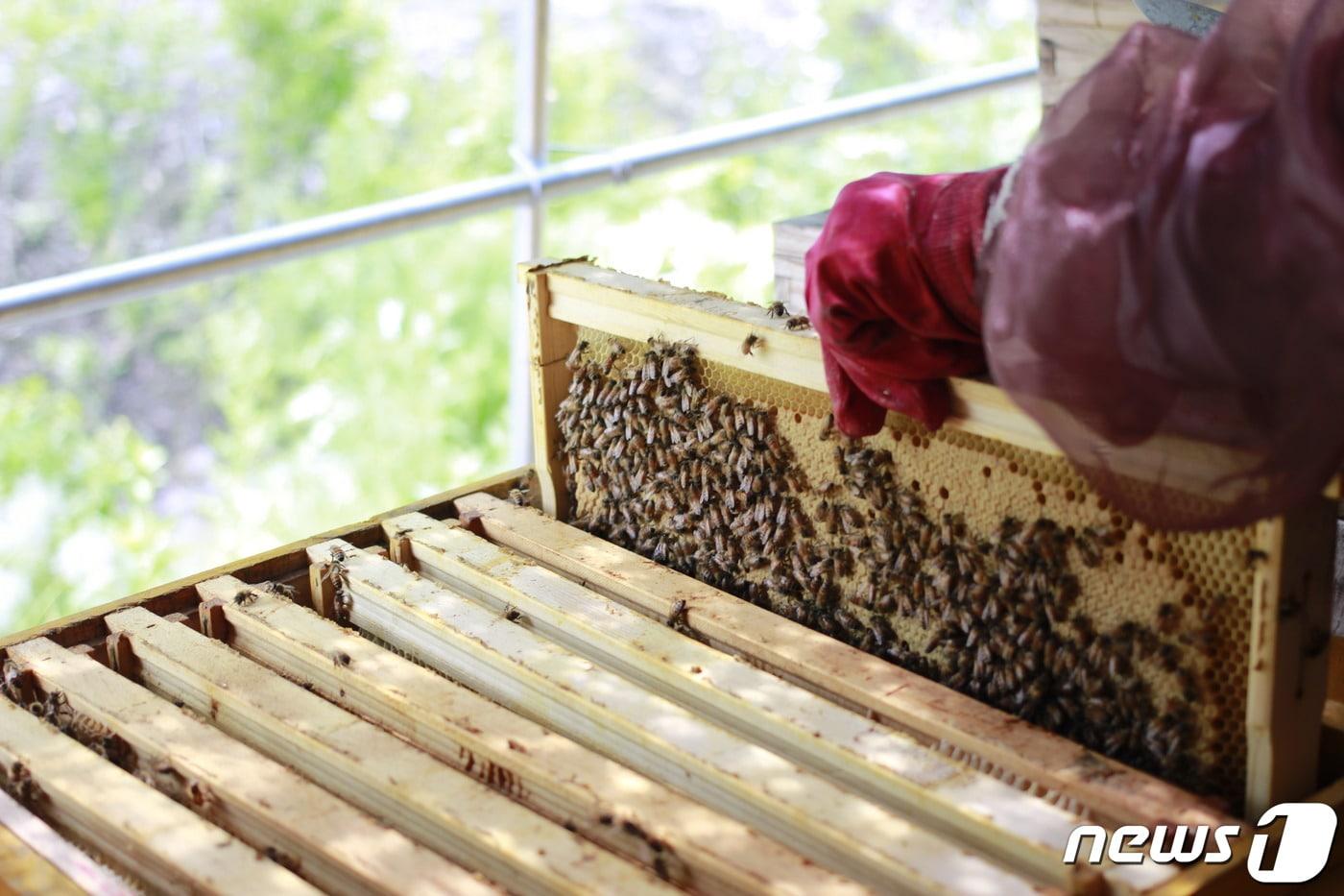 벌통 90개서 꿀 겨우 200㎖