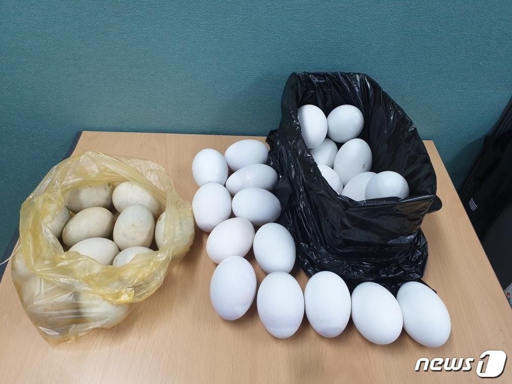 본문 이미지 - 부화중지 오리알을 근접 촬영한 모습.(서울시 제공)ⓒ 뉴스1