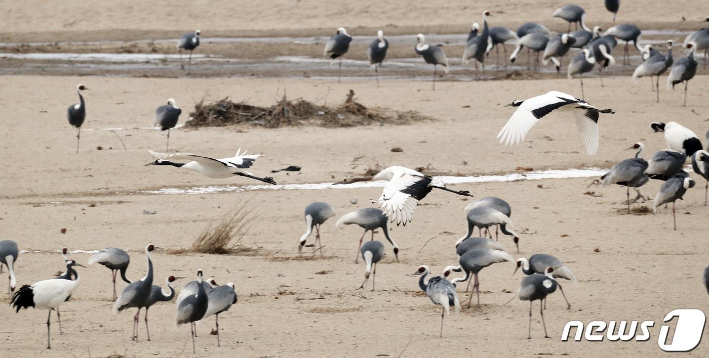 한탄강 두루미들. ⓒ News1 DB