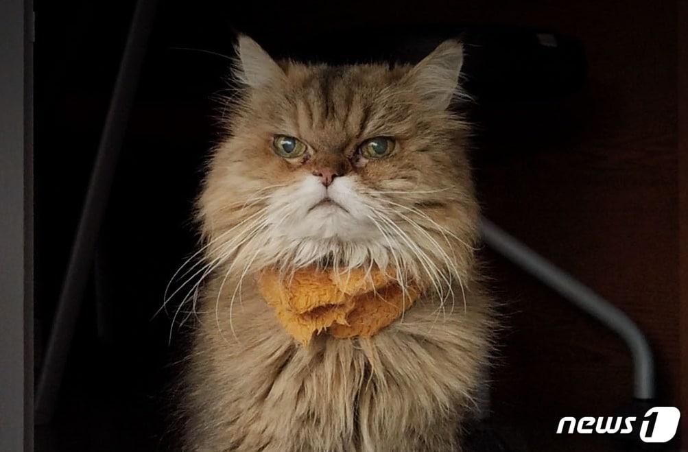 본문 이미지 - 28살 최장수 고양이 밍키 ⓒ 뉴스1