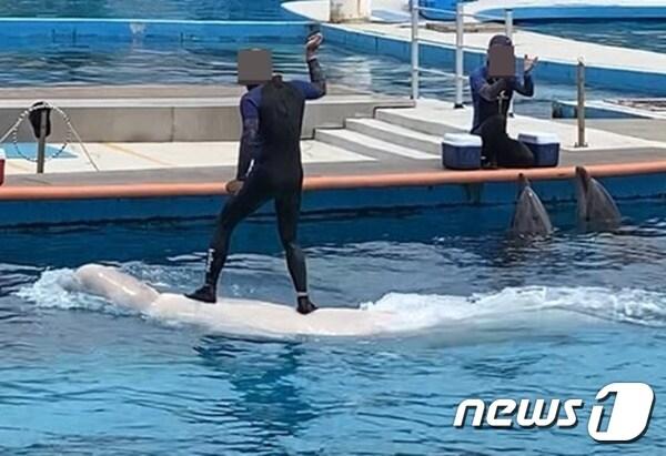 본문 이미지 - 거제씨월드의 벨루가. 사진 핫핑크돌핀스 제공 ⓒ 뉴스1