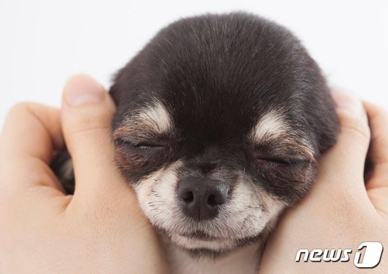 본문 이미지 - 치와와 강아지. 사진 이미지투데이 ⓒ 뉴스1